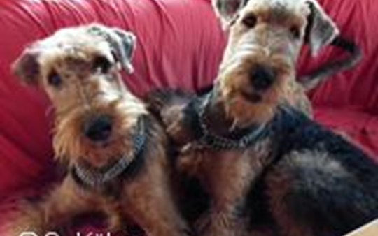 Wir Airedale Terrier