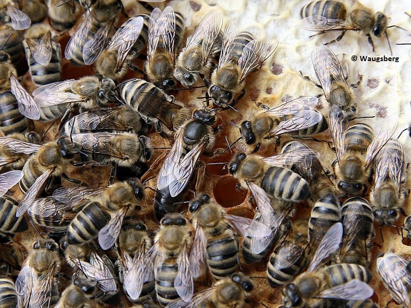 Bienenkönigin und Arbeiterinnen auf einer Brutwabe