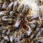 Bienenkönigin und Arbeiterinnen auf einer Brutwabe