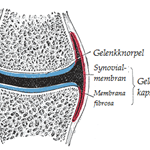 Gelenkkapsel