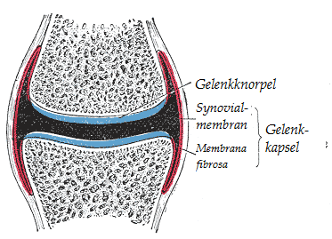 Gelenkkapsel