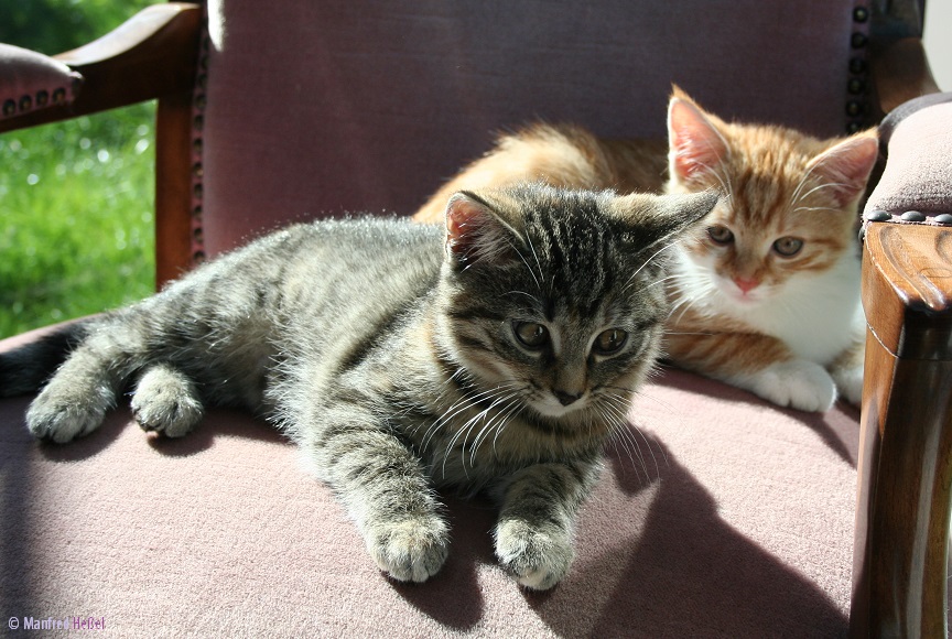 Die Geschichte der Hauskatze