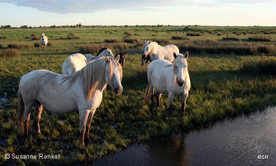 Crin Blanc - das Camarguepferd