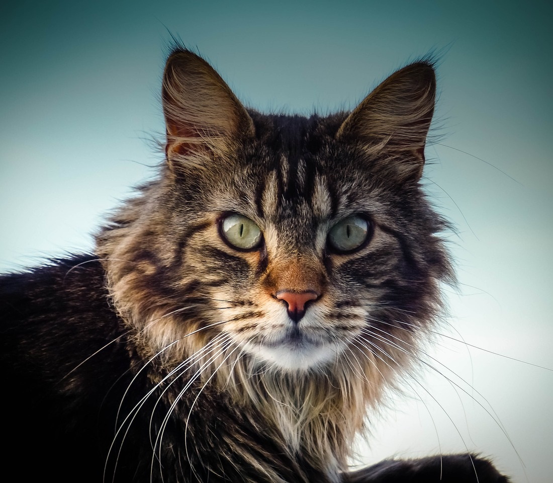 Maine Coon
