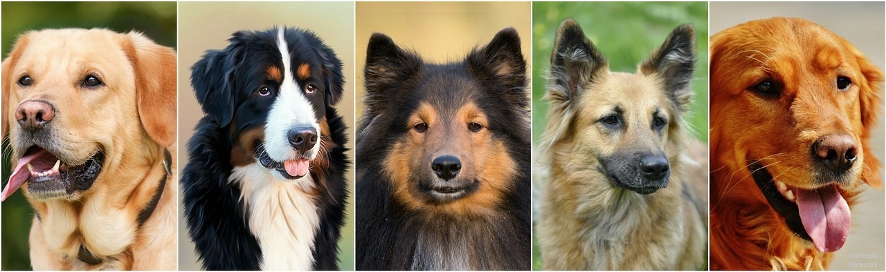 Rassehund am Ende?