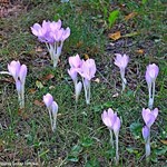 Blüten der Herbstzeitlosen