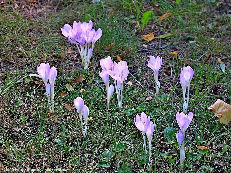 Blüten der Herbstzeitlosen