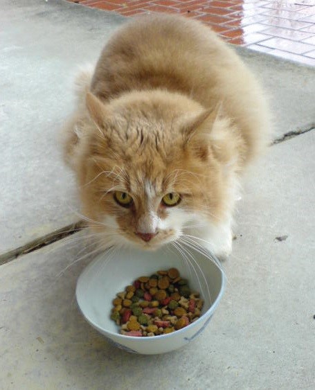 Trockenfutter – häufig gefüttert, für Katzen jedoch aufgrund des hohen Getreidegehaltes nicht nur völlig ungeeignet, sondern sogar krankmachend