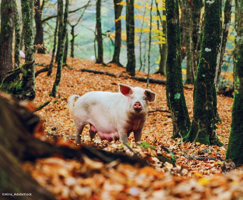 Schwein im Wald