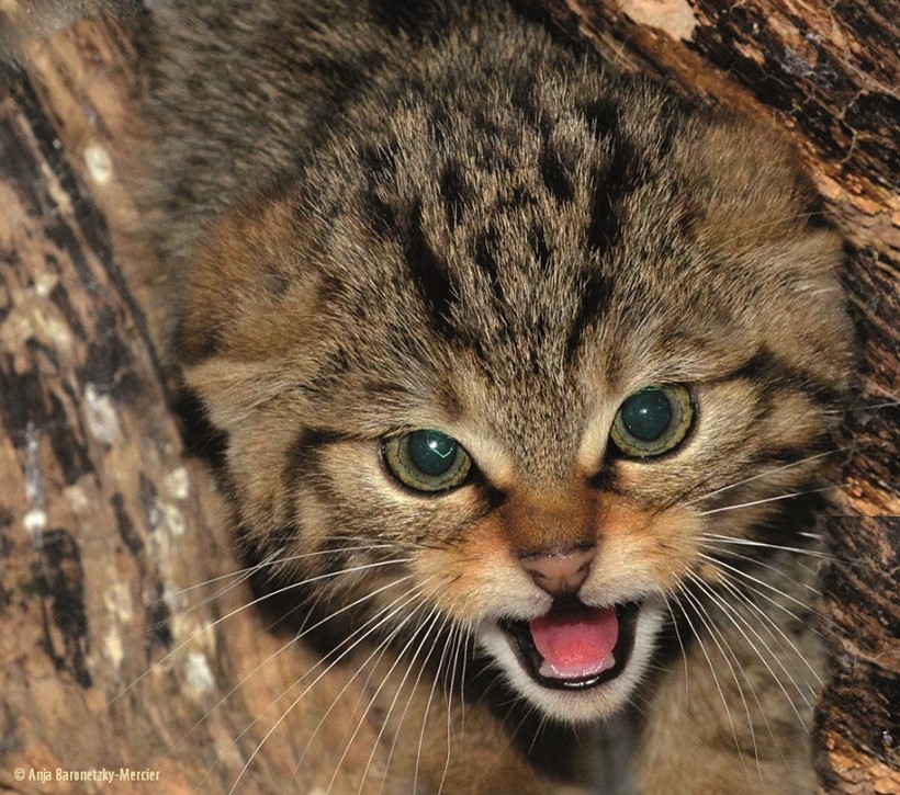 Wildkatzen-Kitten