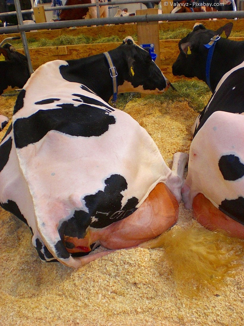 Milchkühe - auf diesen Eutern können sie kaum noch liegen