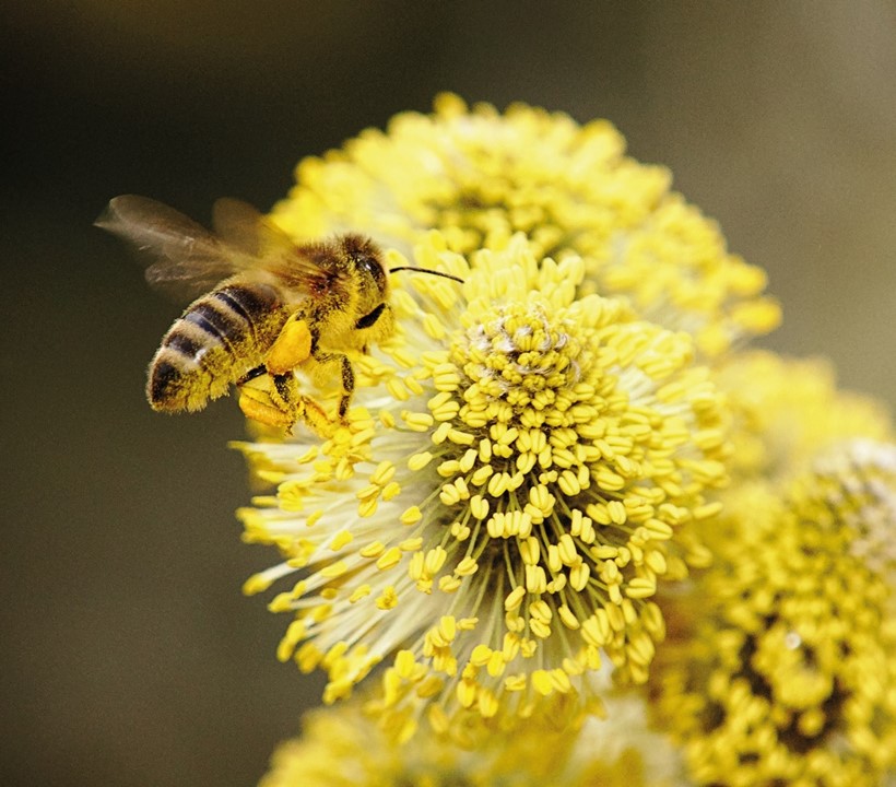 Eine Biene auf einem Weidekätzchen