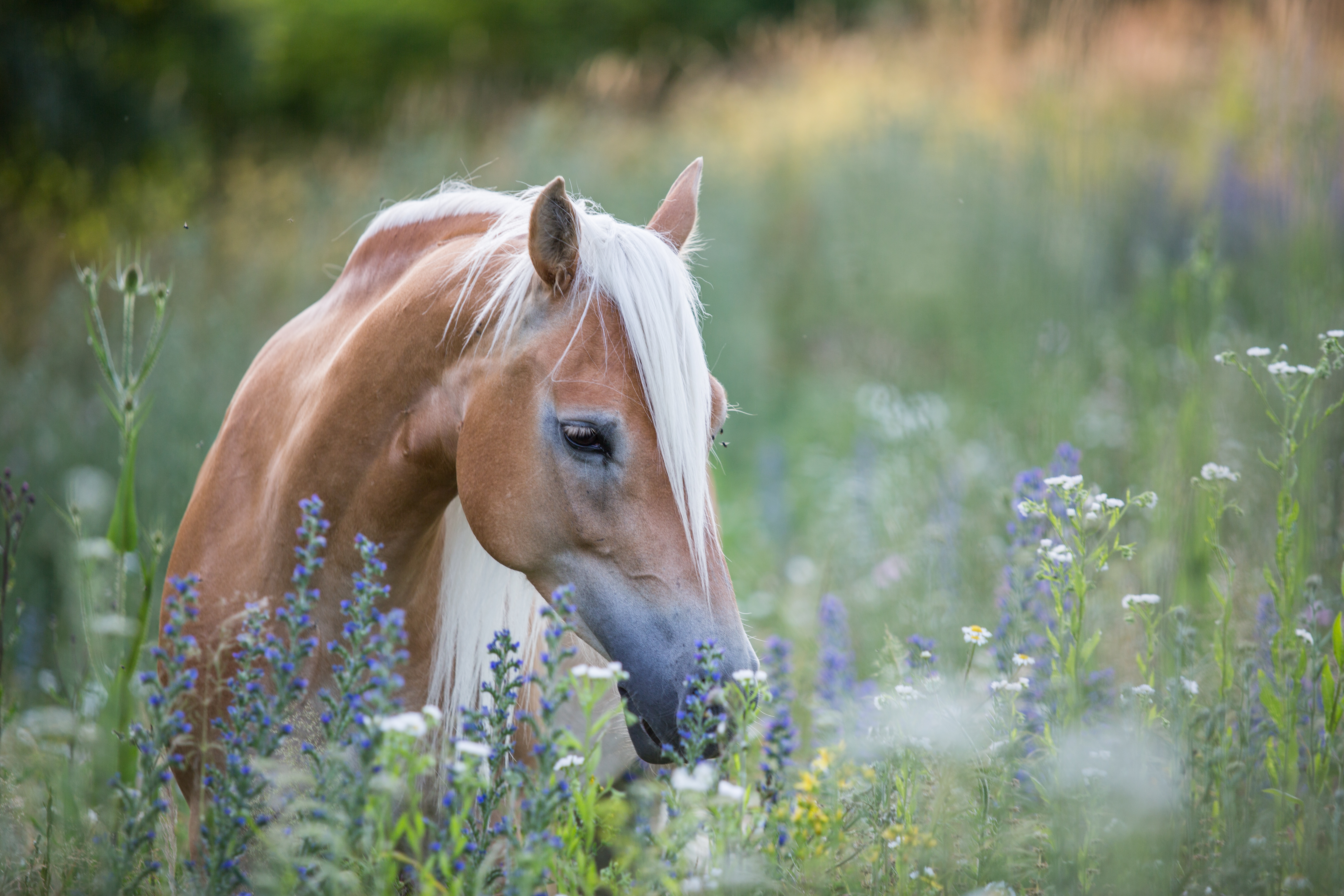 Aromatherapie für Tiere