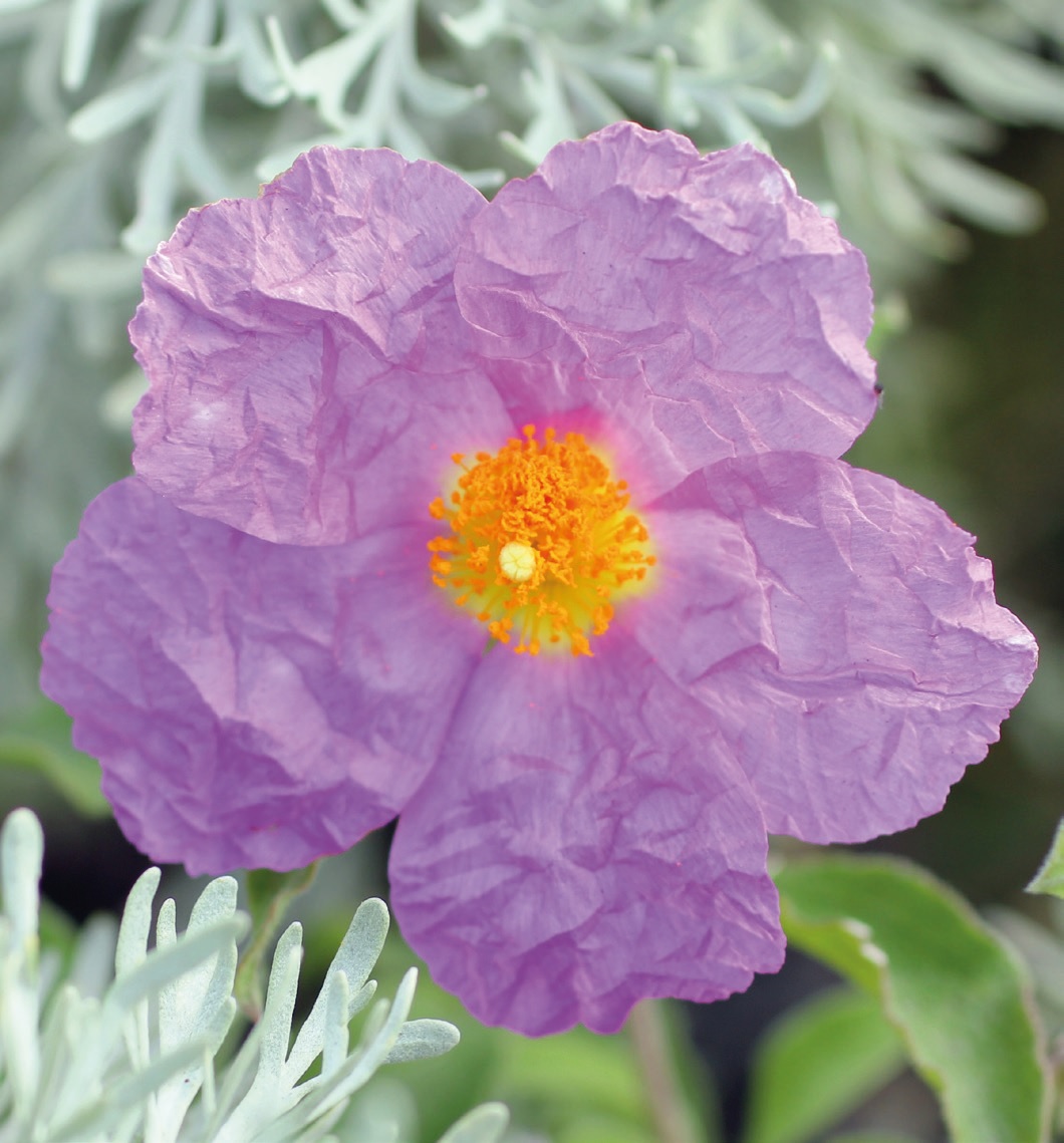 Kräuter aus Kreta – Flora Cretica