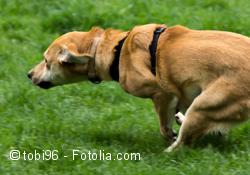Halsungen für Hunde