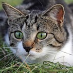 Lauernde Katze im Gras