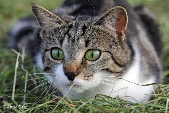 Lauernde Katze