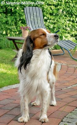 Das Kooikerhondje
