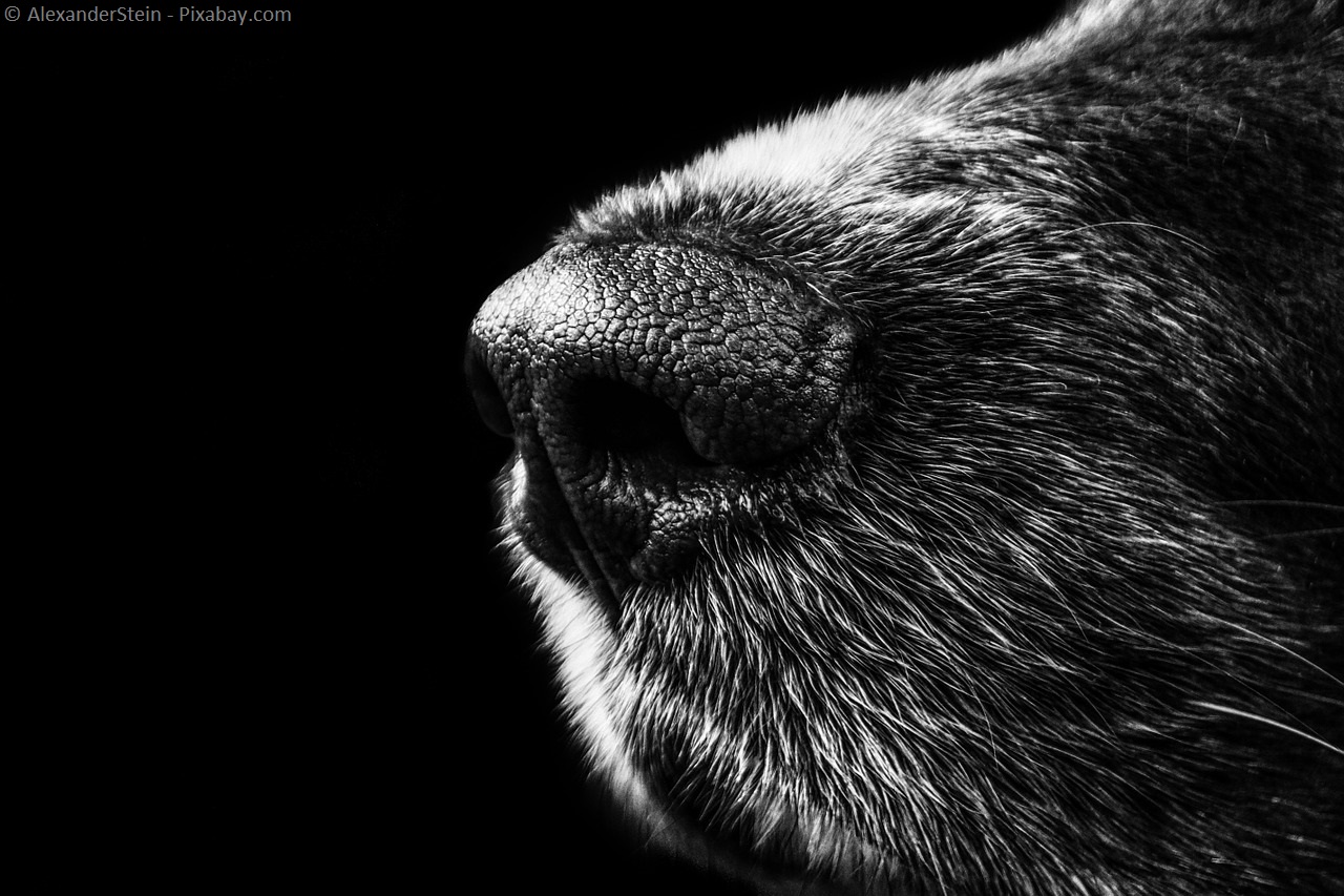 Nasentier Hund