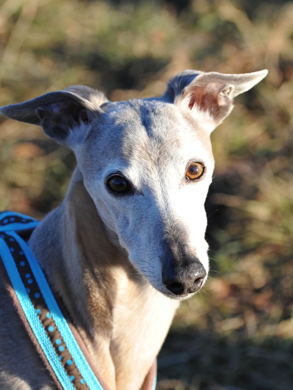 Hundegesicht und Ausdruck