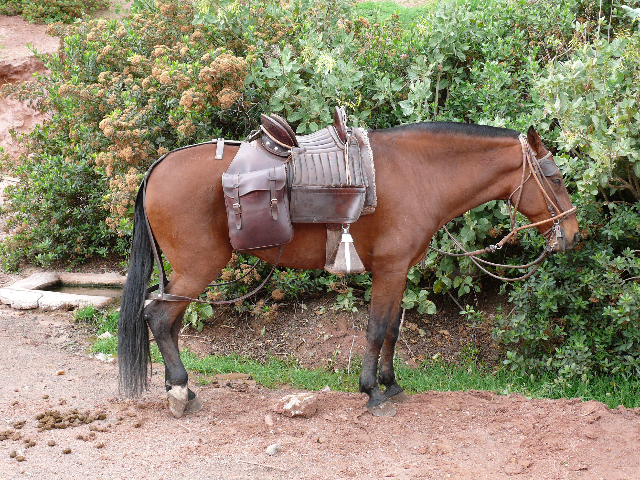 Der Paso Peruano