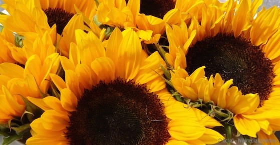 Sonnenblumen