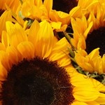 Blühende Sonnenblumen