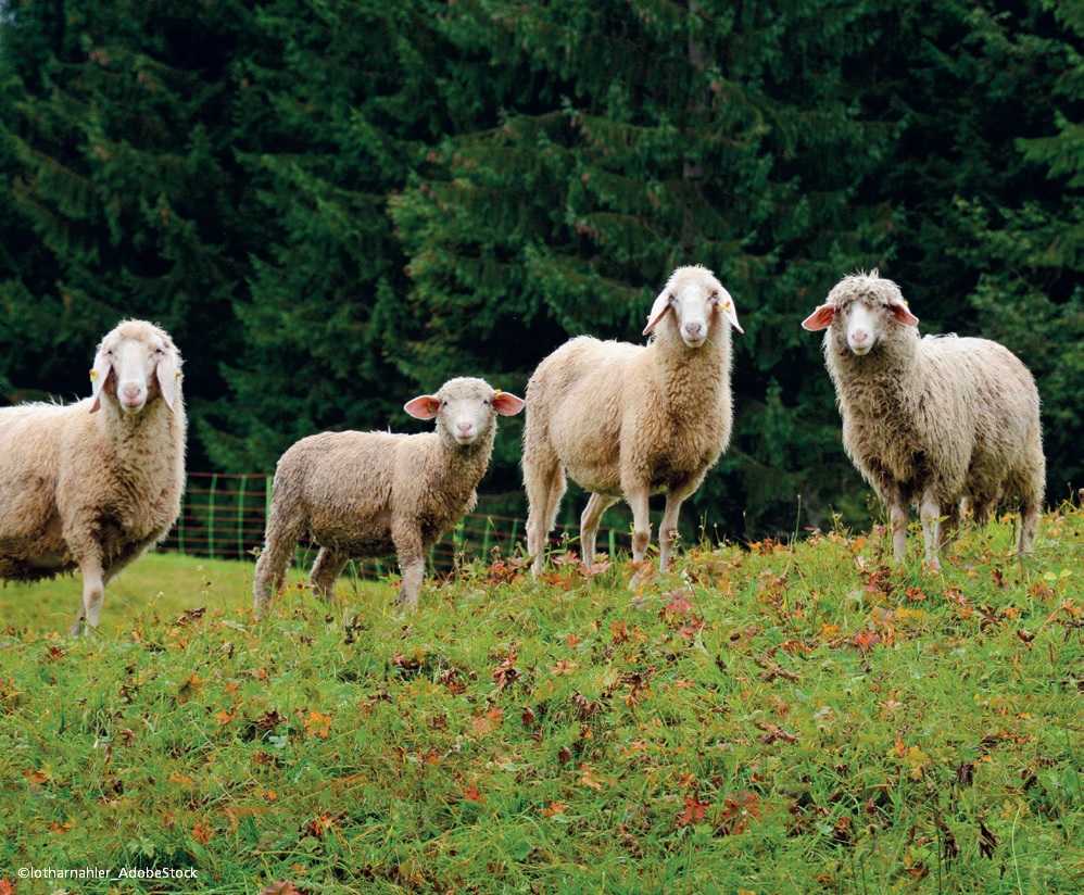 Von der Waldweide zum Agroforst