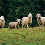 Schafe am Waldrand