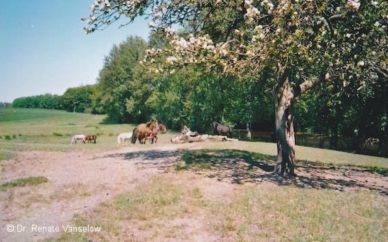 Lückige Pferdeweide im Frühjahr