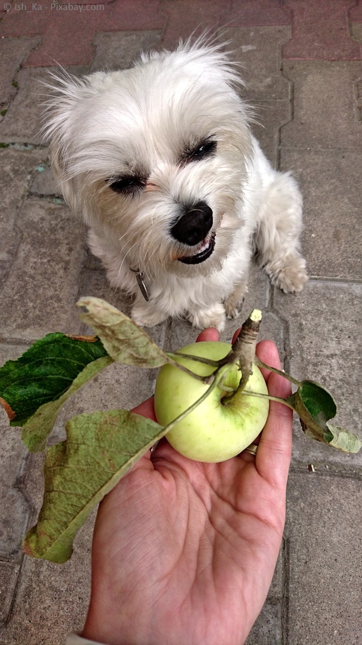 Die seltsame Mutation des Hundes