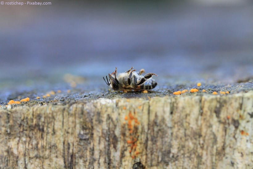 Tote Biene - Opfer eines Insektizids?