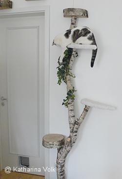 Artgerechte Katzenhaltung in der Wohnung?