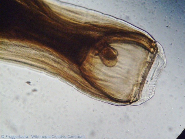 Mikroskopische Fotografie des Mauls oder der "Zähne" eines Strongylus vulgaris, eines der bekanntesten Parasiten des Pferdes