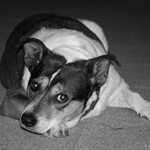 Übergewichtige Hunde sind keine Seltenheit