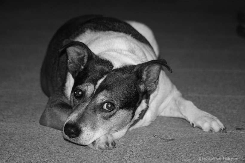 Übergewichtige Hunde sind keine Seltenheit