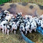 Gesunde (groß und trinkend) und kranke Ferkel (rechts, nicht trinkend)