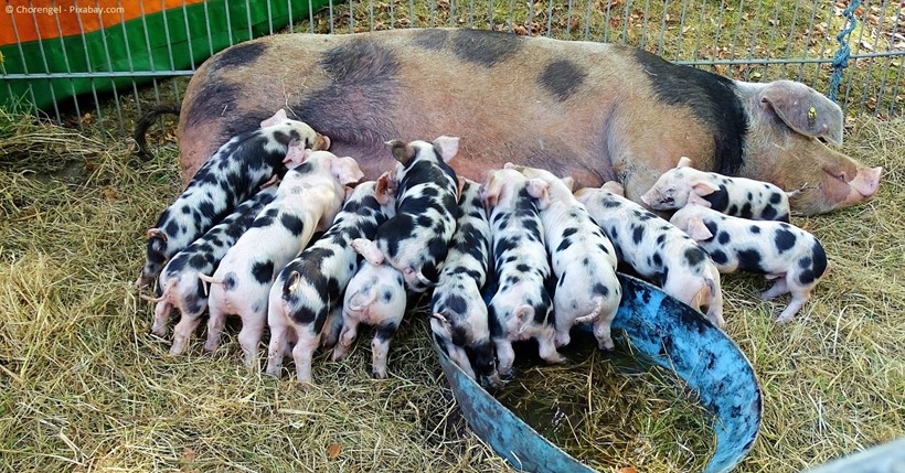Gesunde (groß und trinkend) und kranke Ferkel (rechts, nicht trinkend)
