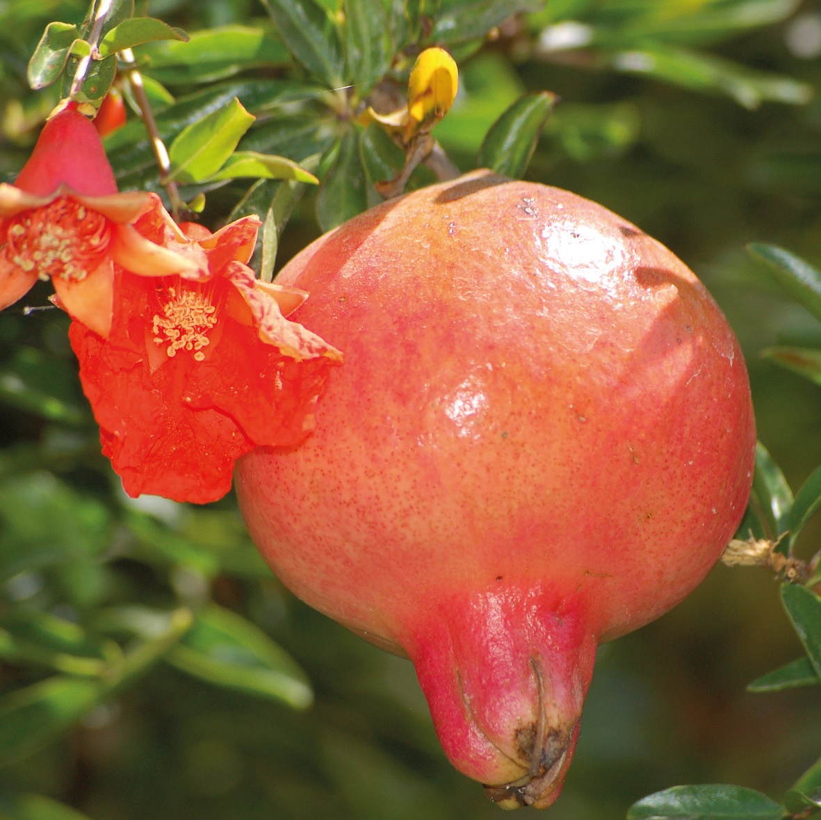 Granatapfel