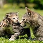 Katzenmutter mit Welpen