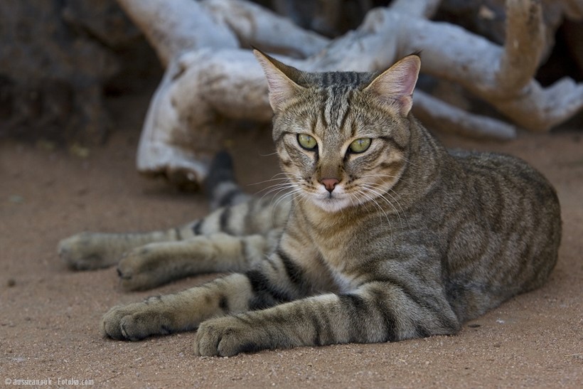 Falbkatze