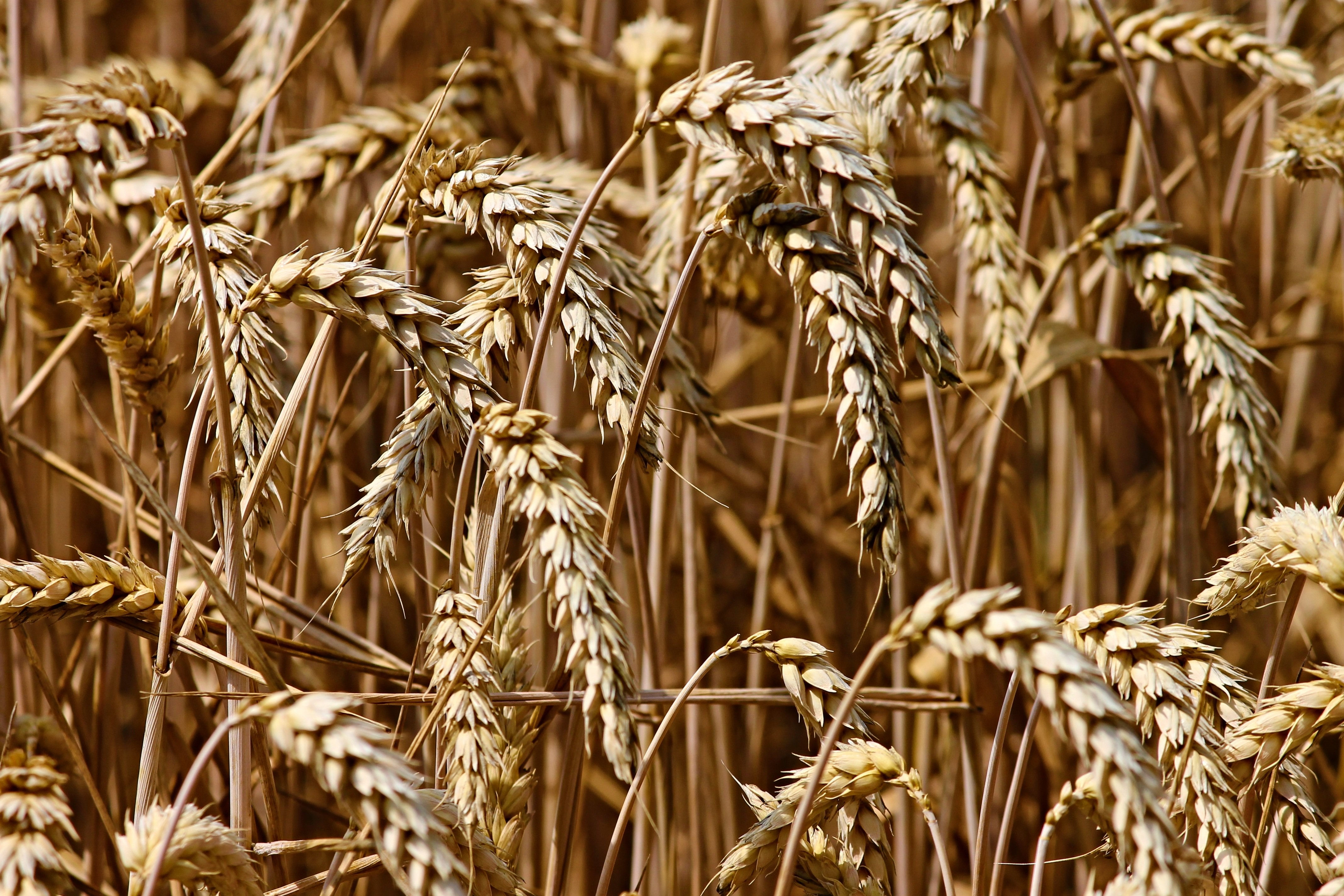 Weizen fördert Arthrose