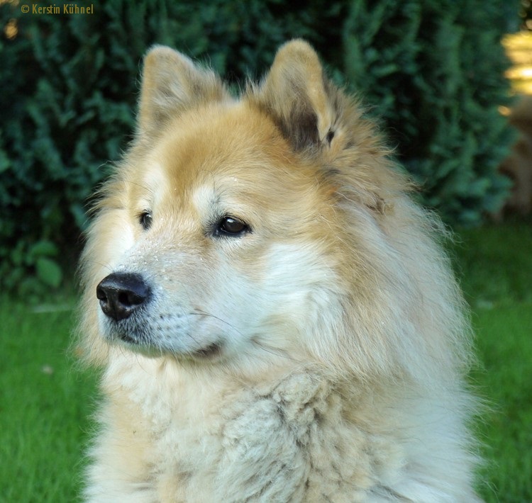 Der Eurasier