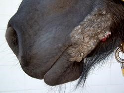 Pferd Eiweißüberschuss Symptome