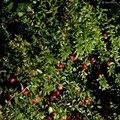 Großfrüchtige Moosbeere, besser bekannt uter ihrem englischen Namen Cranberry