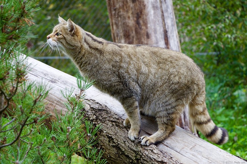 Wildkatze