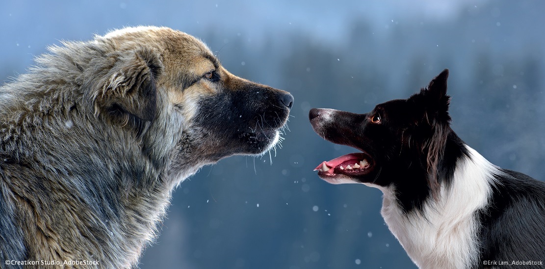 Herdenschutzhunde und Hütehunde