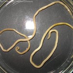 Toxocara canis - adulte Würmer isoliert aus Hundekot