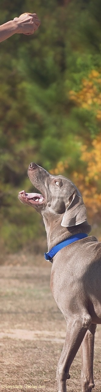 Deutschland, deine Hundeschulen - Teil 3