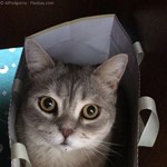 Katze im "Sack"